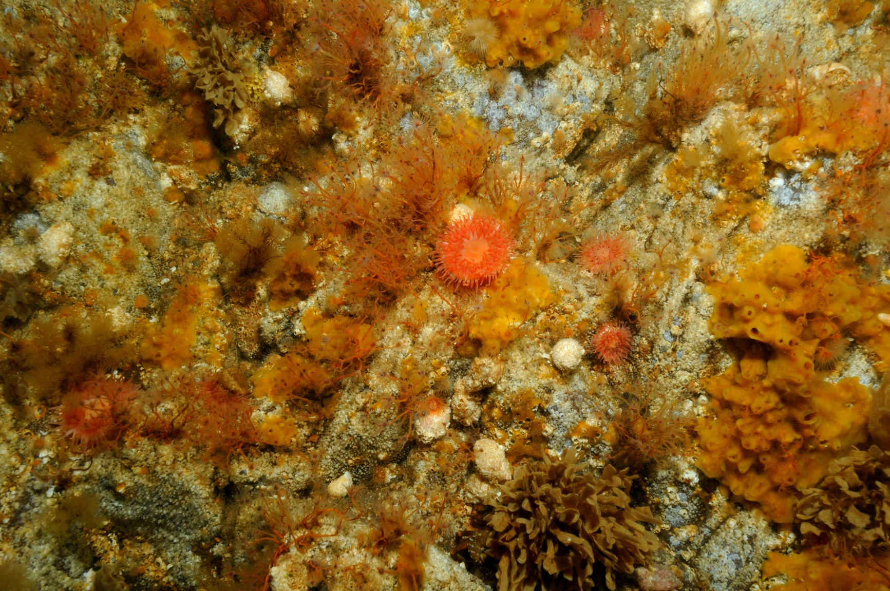 2004-2006, Royal Haskoning, SeaGen Strangford Lough, Marine Biological Surveys